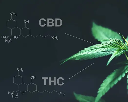 cbd versus thc oil