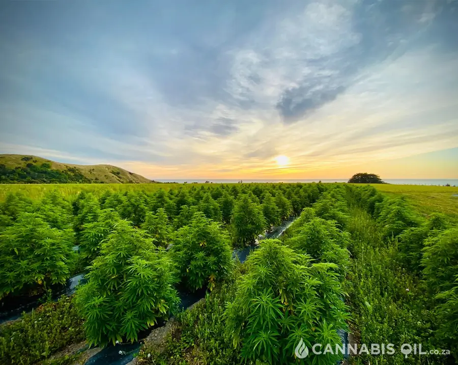 cannabis oil side effects and safety considerations