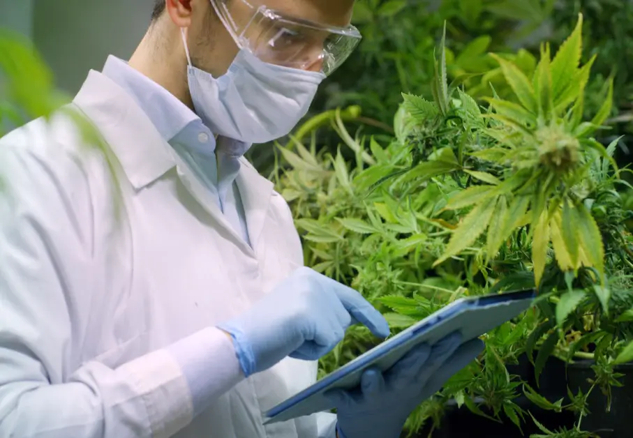 cannabis research south africa