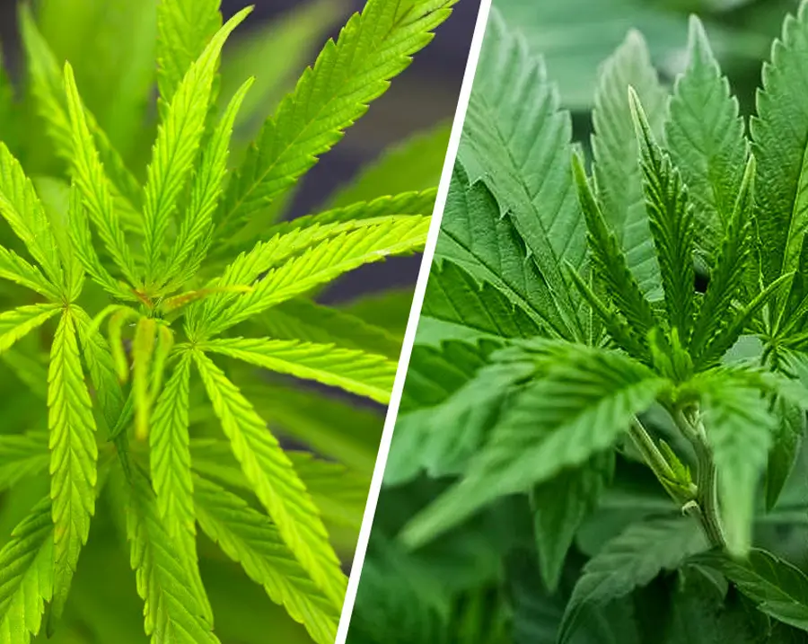 cannabis sativa indica plant varieties and oil
