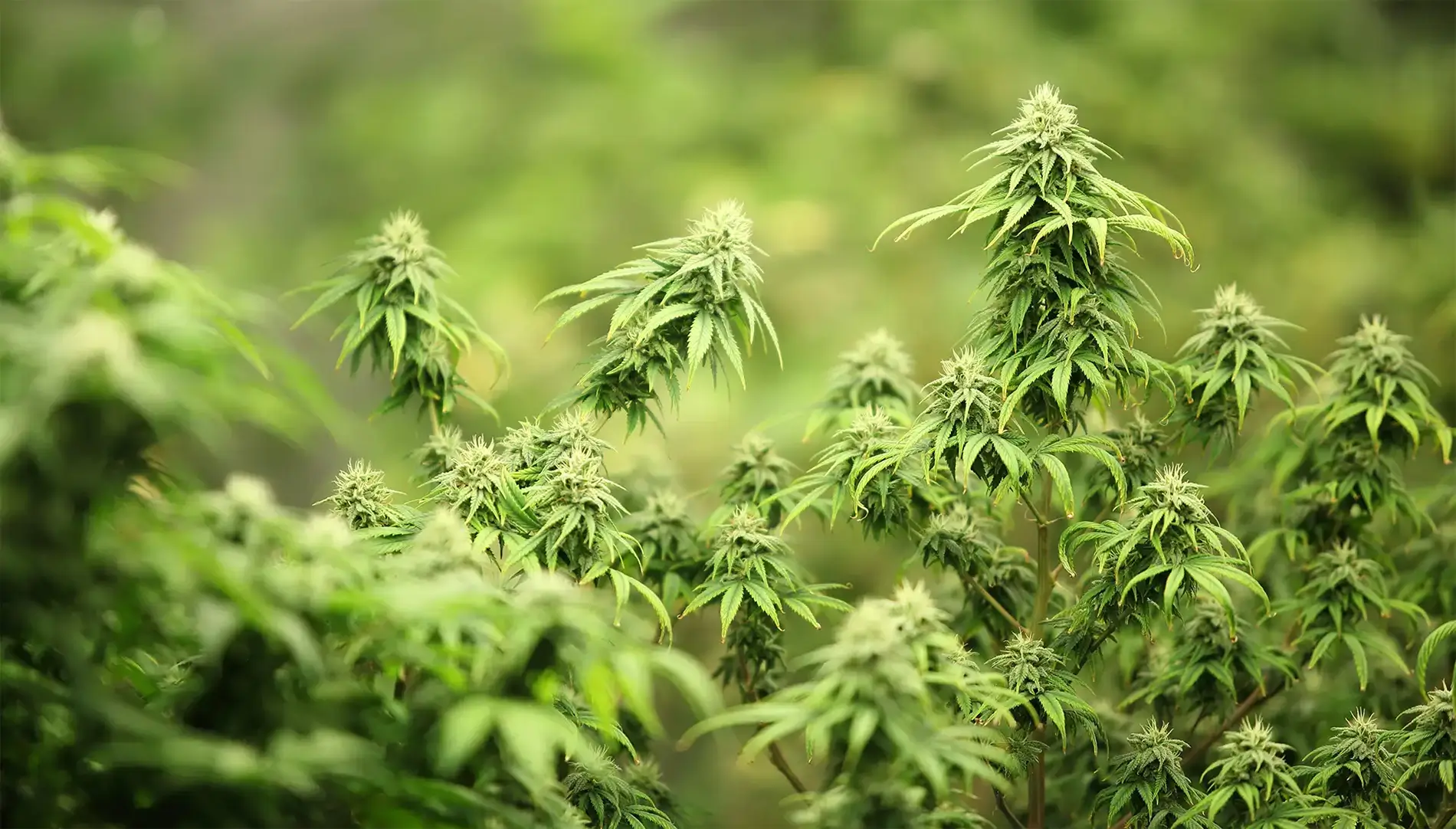cannabis plants