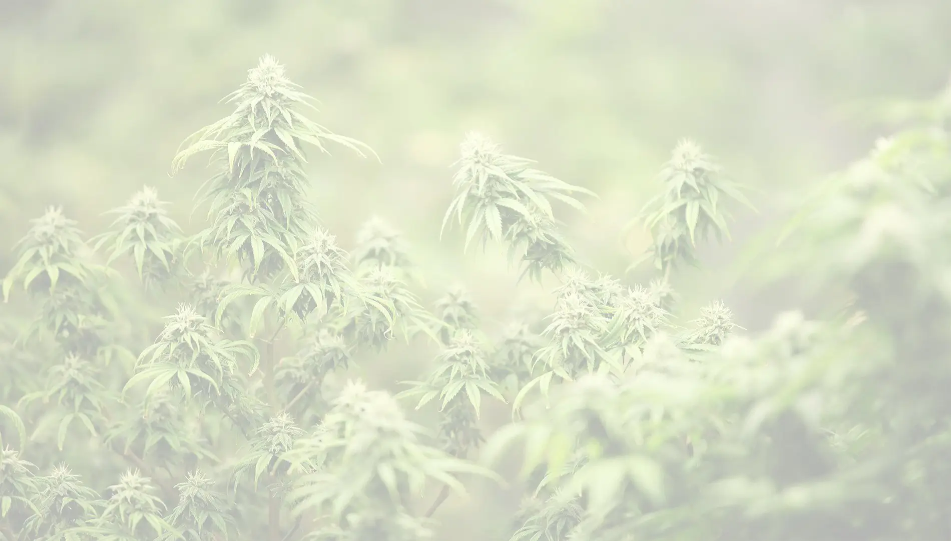 marijuana plants